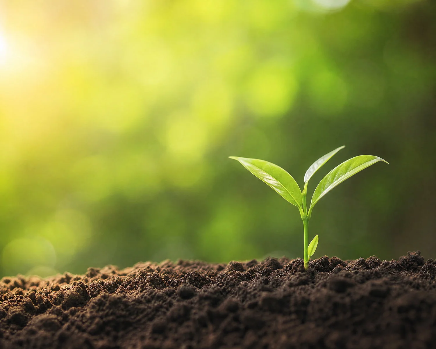 Sustainability