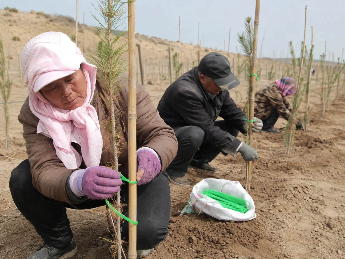 Worker using green zip ties to secure a newly planted sapling to a support stake during afforestation